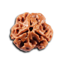 Load image into Gallery viewer, 3 Mukhi Rudraksha from Nepal - Bead No. 419