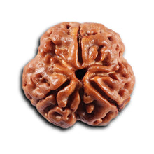 Load image into Gallery viewer, 3 Mukhi Rudraksha from Nepal - Bead No. 424