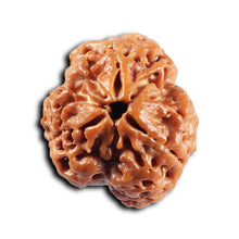 Load image into Gallery viewer, 3 Mukhi Rudraksha from Nepal - Bead No. 426