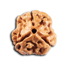 Load image into Gallery viewer, 3 Mukhi Rudraksha from Nepal - Bead No. 429