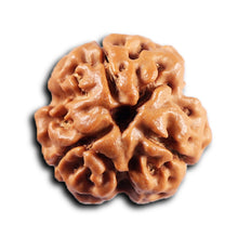 Load image into Gallery viewer, 3 mukhi rudraksha from nepal-bead-no.431