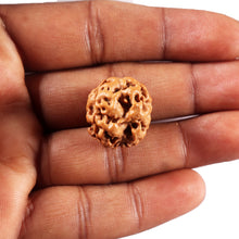 Load image into Gallery viewer, 3 mukhi rudraksha from nepal-bead-no.431