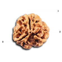 Load image into Gallery viewer, 3 Mukhi Rudraksha from Nepal - Bead No. 417