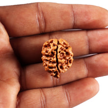 Load image into Gallery viewer, 3 Mukhi Rudraksha from Nepal - Bead No. 418