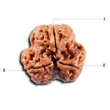 Load image into Gallery viewer, 3 Mukhi Rudraksha from Nepal - Bead No. 420