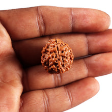 Load image into Gallery viewer, 3 Mukhi Rudraksha from Nepal - Bead No. 421