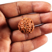 Load image into Gallery viewer, 3 Mukhi Rudraksha from Nepal - Bead No. 423