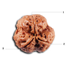 Load image into Gallery viewer, 3 Mukhi Rudraksha from Nepal - Bead No. 424