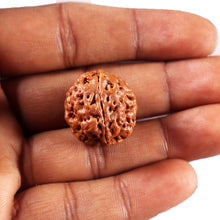 Load image into Gallery viewer, 3 Mukhi Rudraksha from Nepal - Bead No. 424