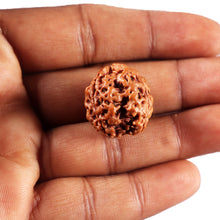 Load image into Gallery viewer, 3 Mukhi Rudraksha from Nepal - Bead No. 425