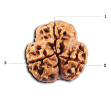 Load image into Gallery viewer, 3 Mukhi Rudraksha from Nepal - Bead No. 427