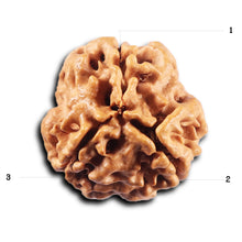 Load image into Gallery viewer, 3 Mukhi Rudraksha from Nepal - Bead No. 428