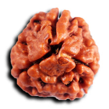 Load image into Gallery viewer, 3 Mukhi Rudraksha from Nepal - Bead No. 384