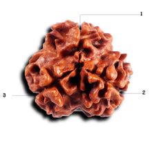 Load image into Gallery viewer, 3 Mukhi Rudraksha from Nepal - Bead No. 385