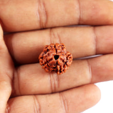 Load image into Gallery viewer, 3 Mukhi Rudraksha from Nepal - Bead No. 387
