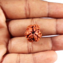 Load image into Gallery viewer, 3 Mukhi Rudraksha from Nepal - Bead No.389