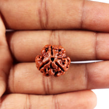 Load image into Gallery viewer, 3 Mukhi Rudraksha from Nepal - Bead No. 391