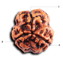 Load image into Gallery viewer, 3 Mukhi Rudraksha from Nepal - Bead No. 392