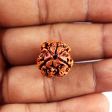 Load image into Gallery viewer, 3 Mukhi Rudraksha from Nepal - Bead No. 392