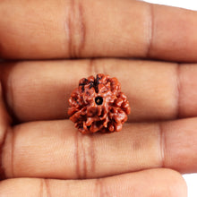 Load image into Gallery viewer, 3 Mukhi Rudraksha from Nepal - Bead No. 393