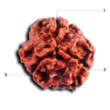 Load image into Gallery viewer, 3 Mukhi Rudraksha from Nepal - Bead No. 396