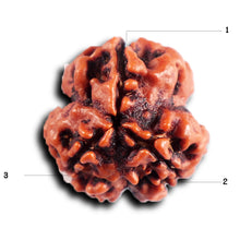 Load image into Gallery viewer, 3 Mukhi Rudraksha from Nepal - Bead No. 400