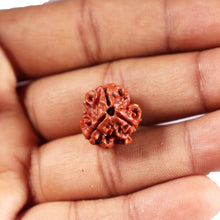 Load image into Gallery viewer, 3 Mukhi Rudraksha from Nepal - Bead No. 401