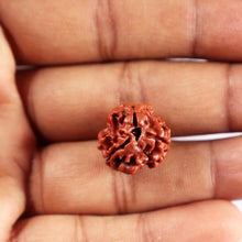 Load image into Gallery viewer, 3 Mukhi Rudraksha from Nepal - Bead No. 402