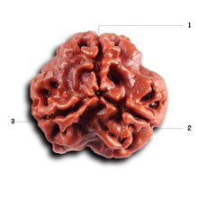Load image into Gallery viewer, 3 Mukhi Rudraksha from Nepal - Bead No. 403