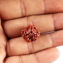 Load image into Gallery viewer, 3 Mukhi Rudraksha from Nepal - Bead No. 403
