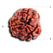 Load image into Gallery viewer, 3 Mukhi Rudraksha from Nepal - Bead No. 404