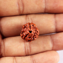 Load image into Gallery viewer, 3 Mukhi Rudraksha from Nepal - Bead No. 404