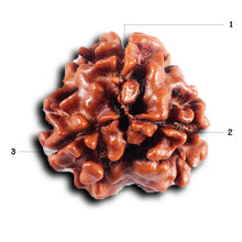 Load image into Gallery viewer, 3 Mukhi Rudraksha from Nepal - Bead No. 405