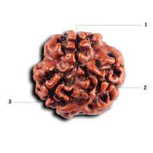 Load image into Gallery viewer, 3 Mukhi Rudraksha from Nepal - Bead No. 408