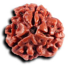 Load image into Gallery viewer, 3 Mukhi Rudraksha from Nepal - Bead No. 410