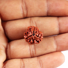 Load image into Gallery viewer, 3 Mukhi Rudraksha from Nepal - Bead No. 410
