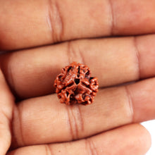 Load image into Gallery viewer, 3 Mukhi Rudraksha from Nepal - Bead No. 411