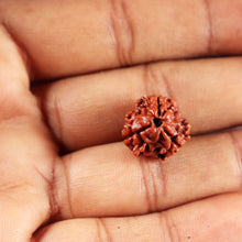Load image into Gallery viewer, 3 Mukhi Rudraksha from Nepal - Bead No. 412