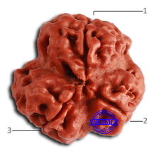 Load image into Gallery viewer, 3 Mukhi Rudraksha from Nepal - Bead No. 349