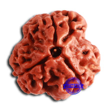 Load image into Gallery viewer, 3 Mukhi Rudraksha from Nepal - Bead No. 349