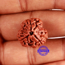 Load image into Gallery viewer, 3 Mukhi Rudraksha from Nepal - Bead No. 349