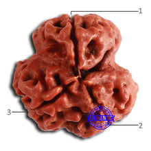 Load image into Gallery viewer, 3 Mukhi Rudraksha from Nepal - Bead No. 350