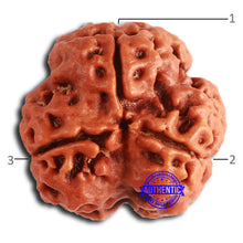 Load image into Gallery viewer, 3 Mukhi Rudraksha from Nepal - Bead No. 354