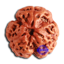 Load image into Gallery viewer, 3 Mukhi Rudraksha from Nepal - Bead No. 354