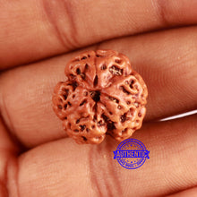 Load image into Gallery viewer, 3 Mukhi Rudraksha from Nepal - Bead No. 354