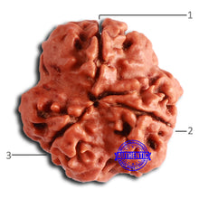 Load image into Gallery viewer, 3 Mukhi Rudraksha from Nepal - Bead No. 355