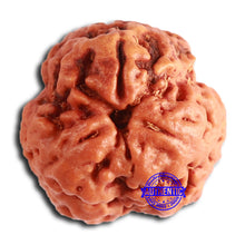 Load image into Gallery viewer, 3 Mukhi Rudraksha from Nepal - Bead No. 356