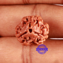 Load image into Gallery viewer, 3 Mukhi Rudraksha from Nepal - Bead No. 361