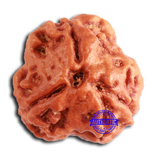Load image into Gallery viewer, 3 Mukhi Rudraksha from Nepal - Bead No. 363