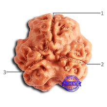 Load image into Gallery viewer, 3 Mukhi Rudraksha from Nepal - Bead No. 367